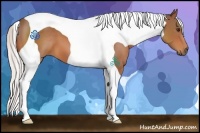 Horse Color:Silver Bay Tobiano