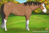 Horse Color:Bay Sabino Splash