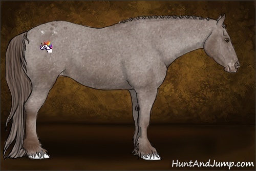 Horse Color:Liver Chestnut Appaloosa 