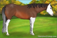Horse Color:Bay Splash 