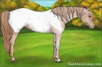 Horse Color:Chestnut Snowcap 