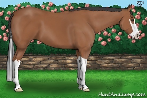 Horse Color:Bay Splash Frame 