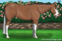 Horse Color:Bay Splash Frame 