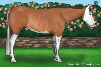 Horse Color:Bay Splash Rabicano