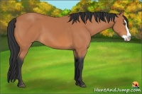 Horse Color:Bay Splash Frame