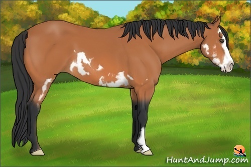 Horse Color:Bay Splash Frame