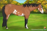 Horse Color:Bay Splash Frame