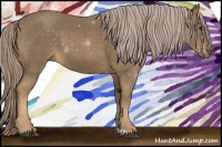 Horse Color:Chocolate Palomino 