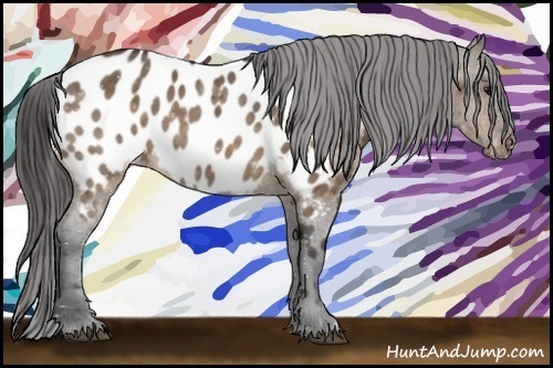 Horse Color:Brown Dun Blanket Rabicano 