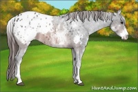 Horse Color:White Spotted Brown Appaloosa 