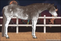 Horse Color:White Spotted Liver Chestnut 