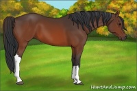 Horse Color:Brown 