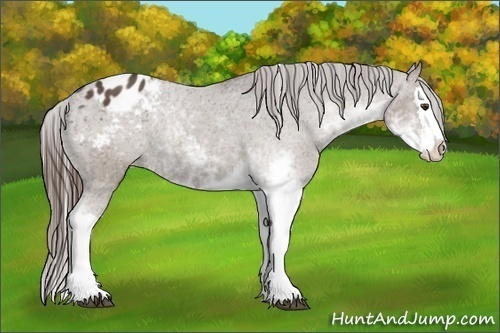 Horse Color:Liver Chestnut Sabino Splash Blanket 