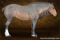 Horse Color:Buckskin Sabino Appaloosa