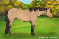 Horse Color:Bay Roan Dun 