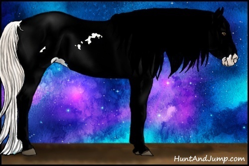 Horse Color:Palomino Dun Tobiano Appaloosa 