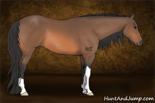Horse Color:Buckskin 