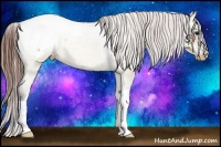 Horse Color:Bay Dun Appaloosa Rabicano 