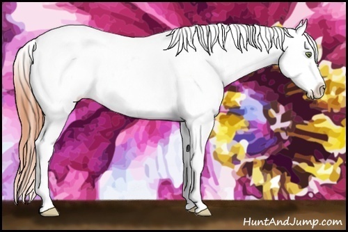Horse Color:Amber Champagne Appaloosa 