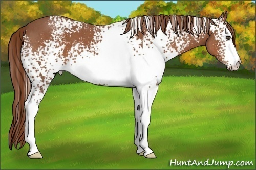 Horse Color:White Spotted Red Roan