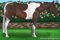 Horse Color:Bay Tobiano 