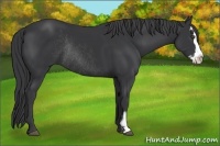 Horse Color:Black Splash Frame Rabicano