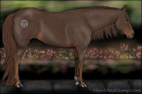 Horse Color:Liver Chestnut 