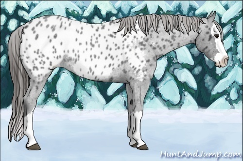 Horse Color:Blue Roan Splash Appaloosa Rabicano 