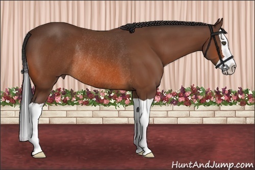 Horse Color:Bay Splash Rabicano 