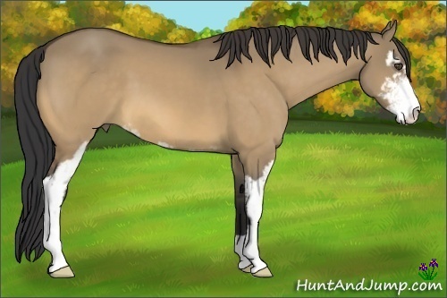Horse Color:Buckskin Dun Sabino 