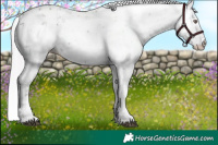 Horse Color:Chocolate Silver Black Chinchilla Sabino 