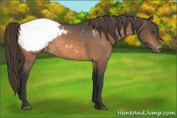 Horse Color:Buckskin Appaloosa Rabicano 