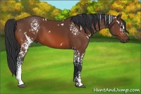 Horse Color:White Spotted Bay 
