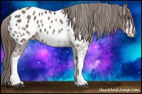 Horse Color:Liver Chestnut Sabino Appaloosa 