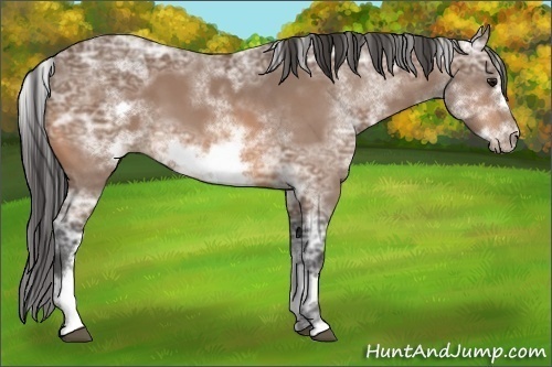 Horse Color:White Spotted Buckskin Ice Frame