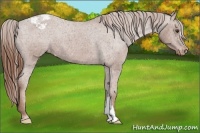 Horse Color:Chestnut Appaloosa