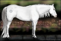 Horse Color:Liver Chestnut Appaloosa
