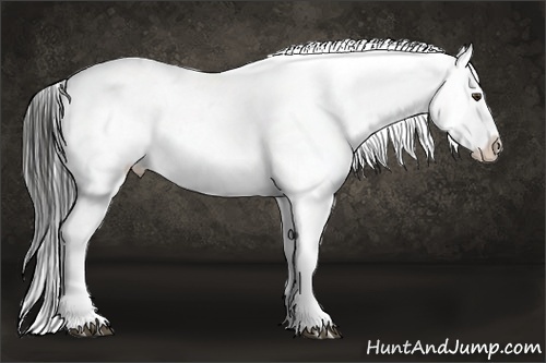 Horse Color:Liver Chestnut Near Leopard 
