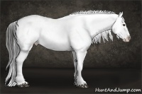 Horse Color:Liver Chestnut Near Leopard 