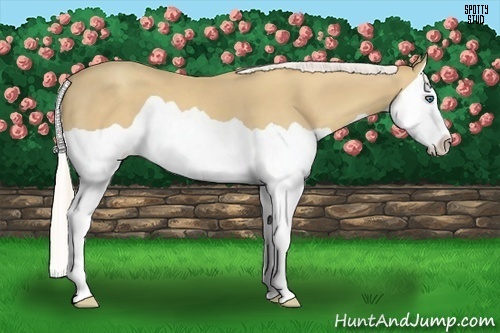 Horse Color:Silver Classic Cream Champagne Splash
