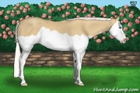 Horse Color:Silver Classic Cream Champagne Splash 