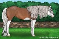 Horse Color:Silver Bay Roan Splash 