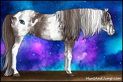 Horse Color:White Spotted Liver Chestnut Appaloosa