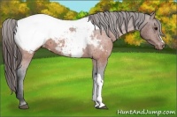 Horse Color:Brown Appaloosa