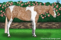 Horse Color:Chestnut Ice Splash Tobiano 