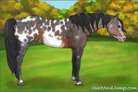Horse Color:Brown Sabino Frame Blanket