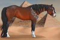 Horse Color:Bay Sabino 