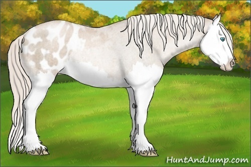 Horse Color:Chocolate Palomino Roan Pearl Splash Blanket Rabicano 