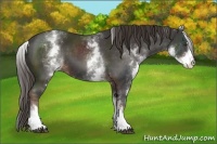 Horse Color:White Spotted Liver Chestnut Sabino 