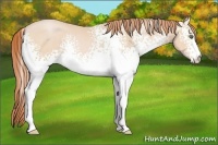 Horse Color:White Spotted Buckskin Pearl Sabino